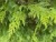 Rice_Bowl