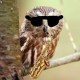 Avatar of hootiebrown