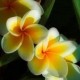 lokelau