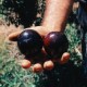 plums