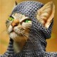 KnightCat 83