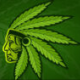 theexoticweed